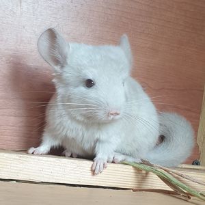 Маленькая самочка шиншиллы Бежевая фиолет эбони