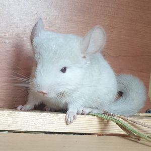 Маленькая самочка шиншиллы Бежевая фиолет эбони
