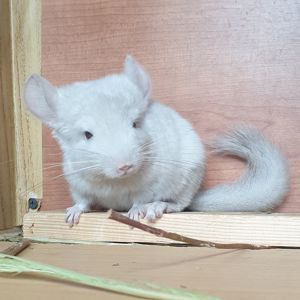 Маленькая самочка шиншиллы Бежевая фиолет эбони