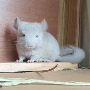 Маленькая самочка шиншиллы Бежевая фиолет эбони