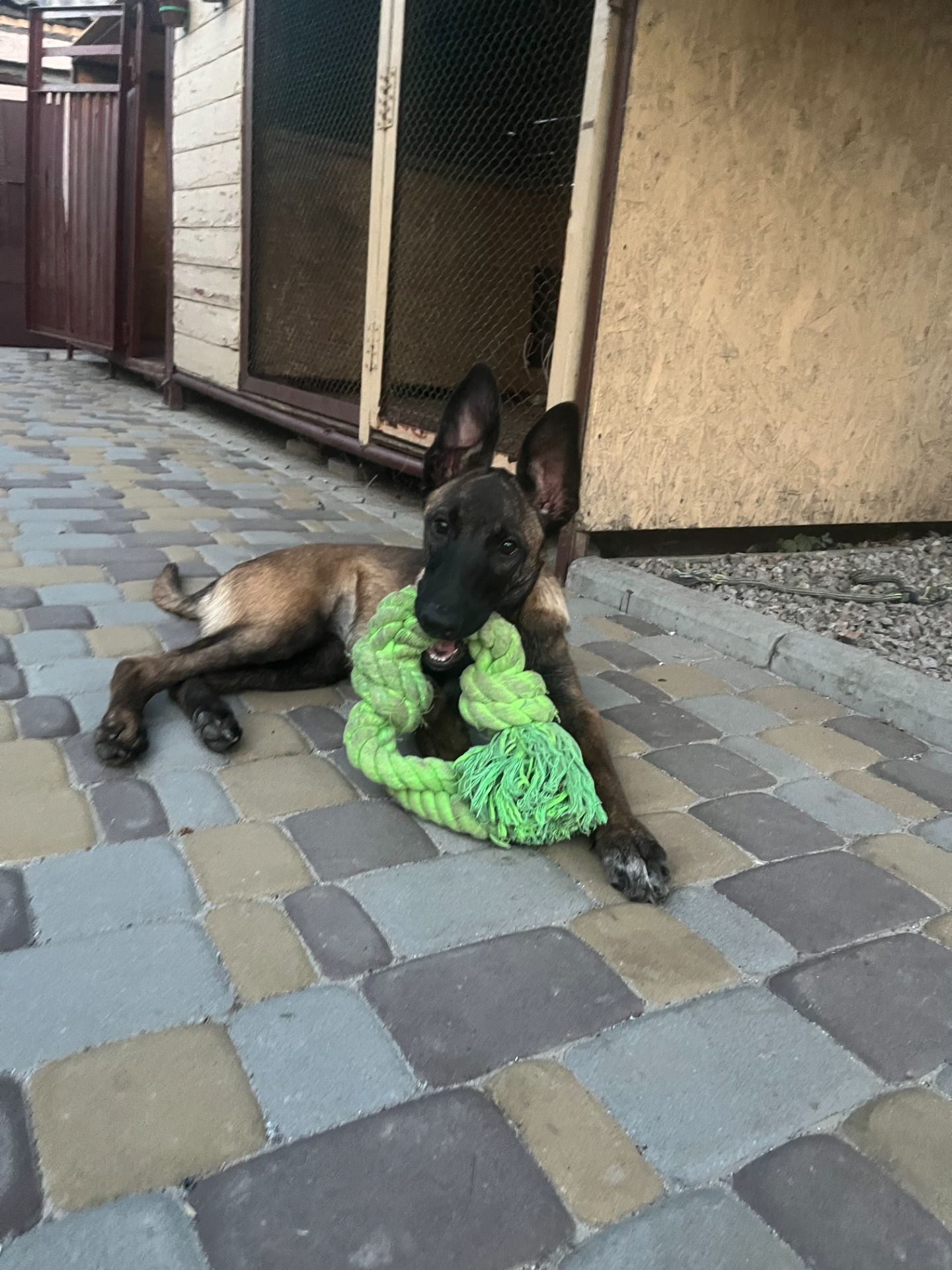 Цуценята малінуа