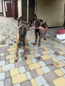 Цуценята малінуа
