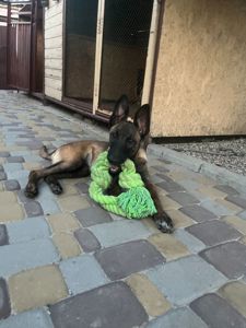 Цуценята малінуа