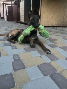 Цуценята малінуа