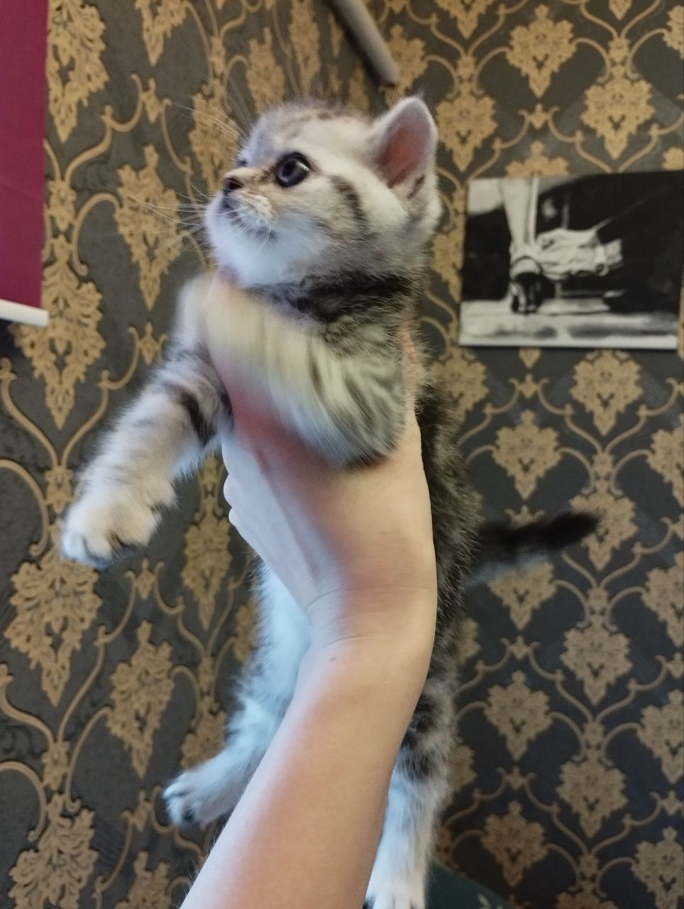 Шотландський хлопчик. Шотландські кошенята