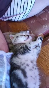 Шотландський хлопчик. Шотландські кошенята
