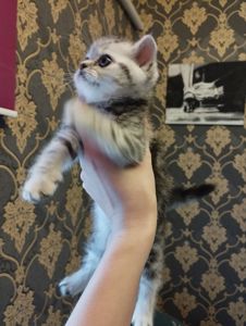 Шотландський хлопчик. Шотландські кошенята