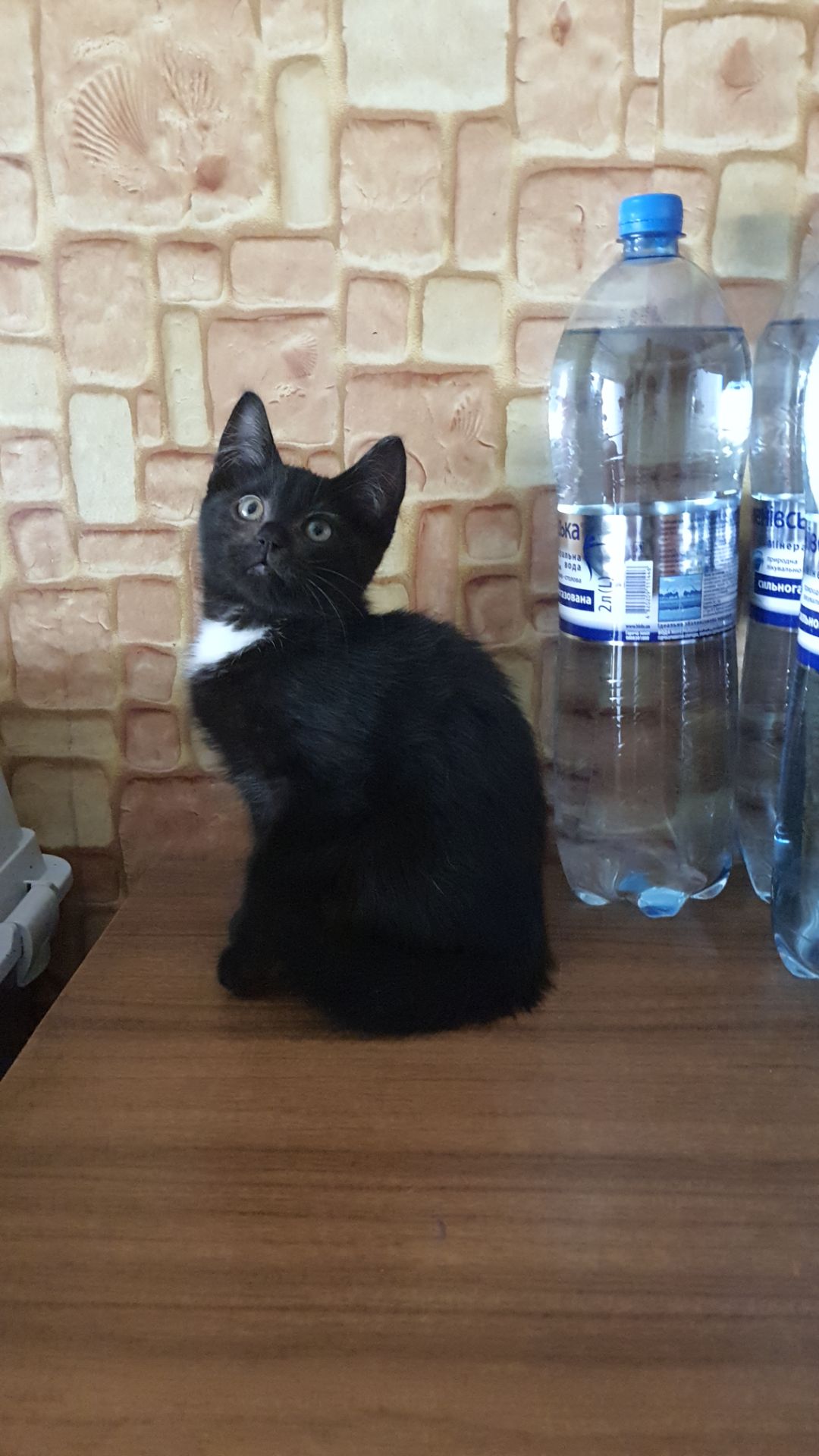 Милі кошенята