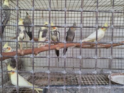 Корелли молодняк 2 міс