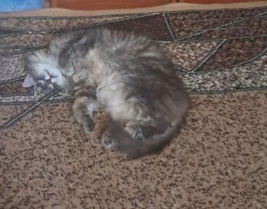 Милі кошенята