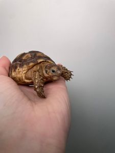 Сухопутна шпороносна шерепаха, ручна черепашка
