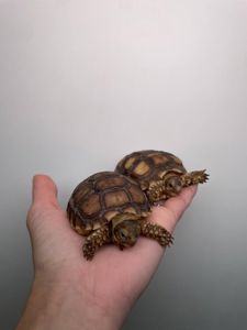 Сухопутна шпороносна шерепаха, ручна черепашка