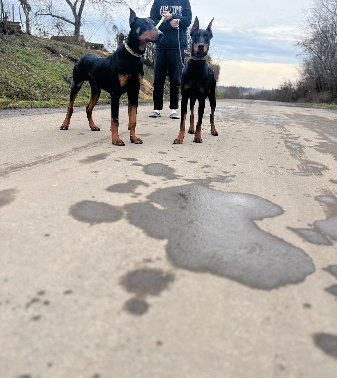 Цуценята
