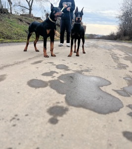 Цуценята