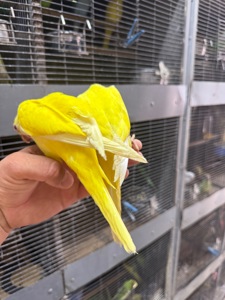 Рідкісні квакер каліта жовтого кольору молоді