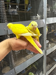 Рідкісні квакер каліта жовтого кольору молоді