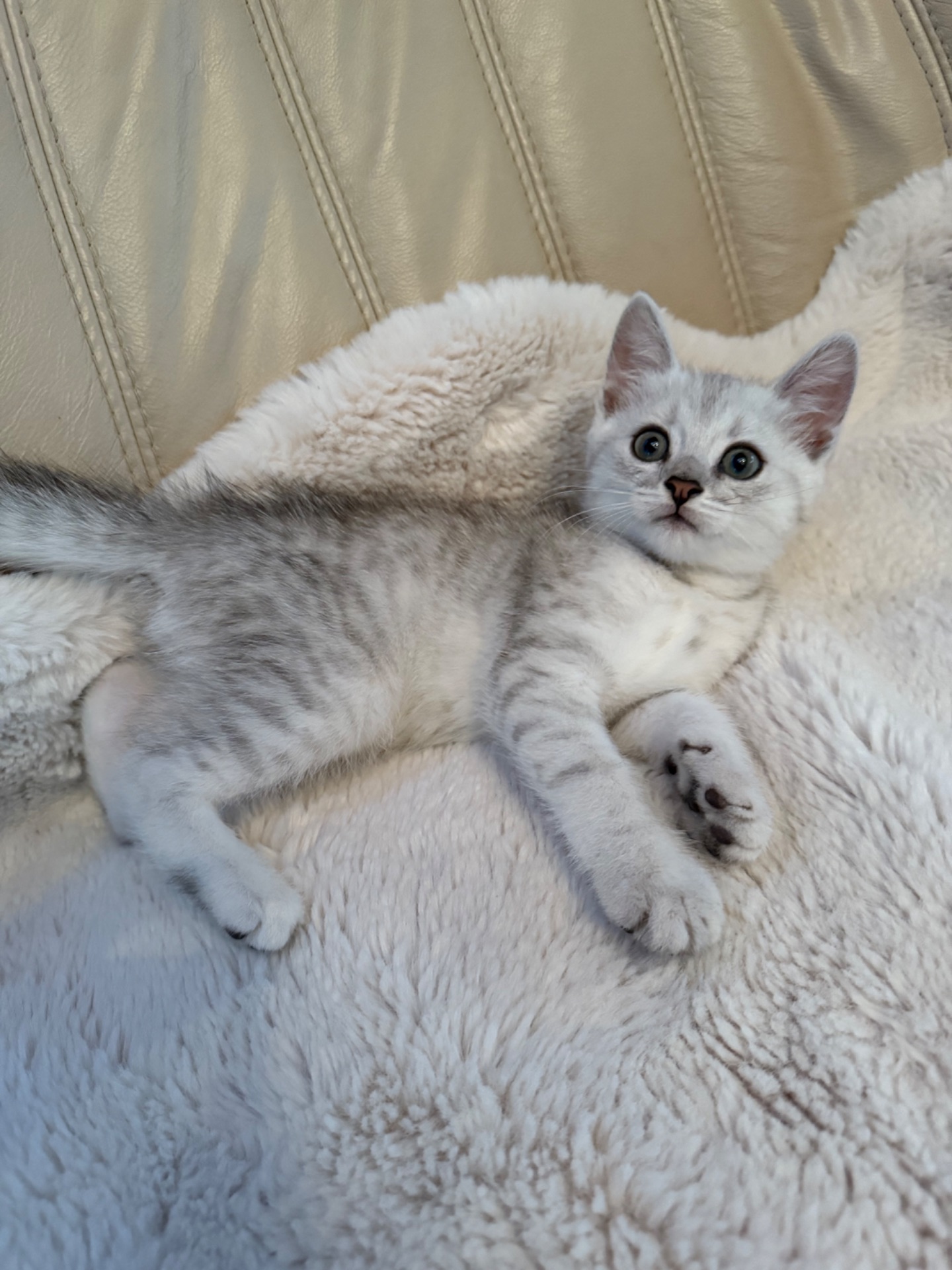 Шотландські кошенята