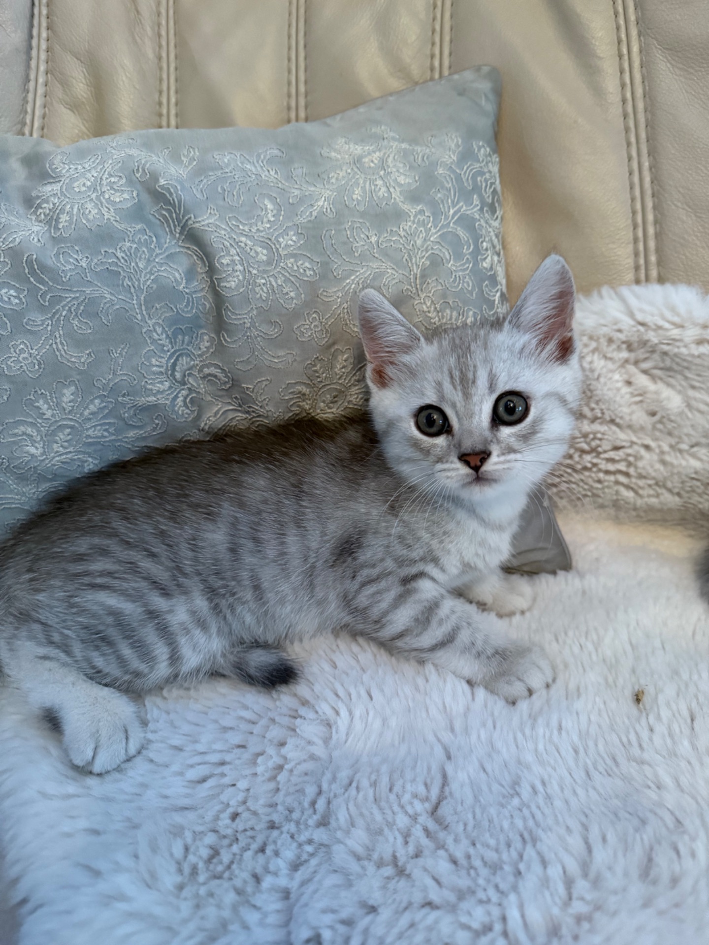 Шотландські кошенята