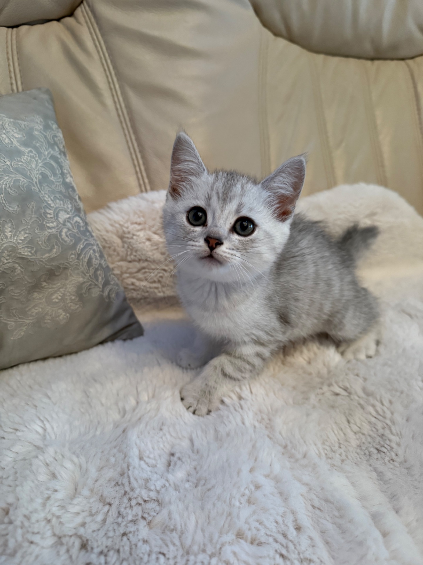 Шотландські кошенята