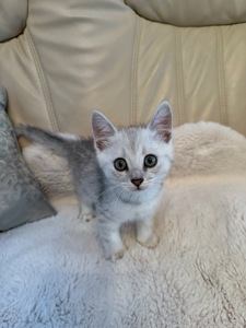 Шотландські кошенята