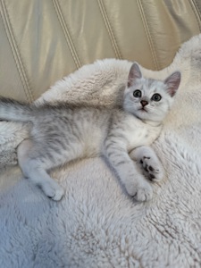 Шотландські кошенята