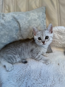 Шотландські кошенята