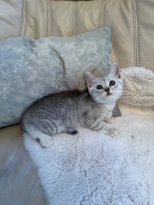 Шотландські кошенята