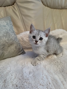 Шотландські кошенята