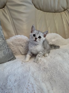 Шотландські кошенята