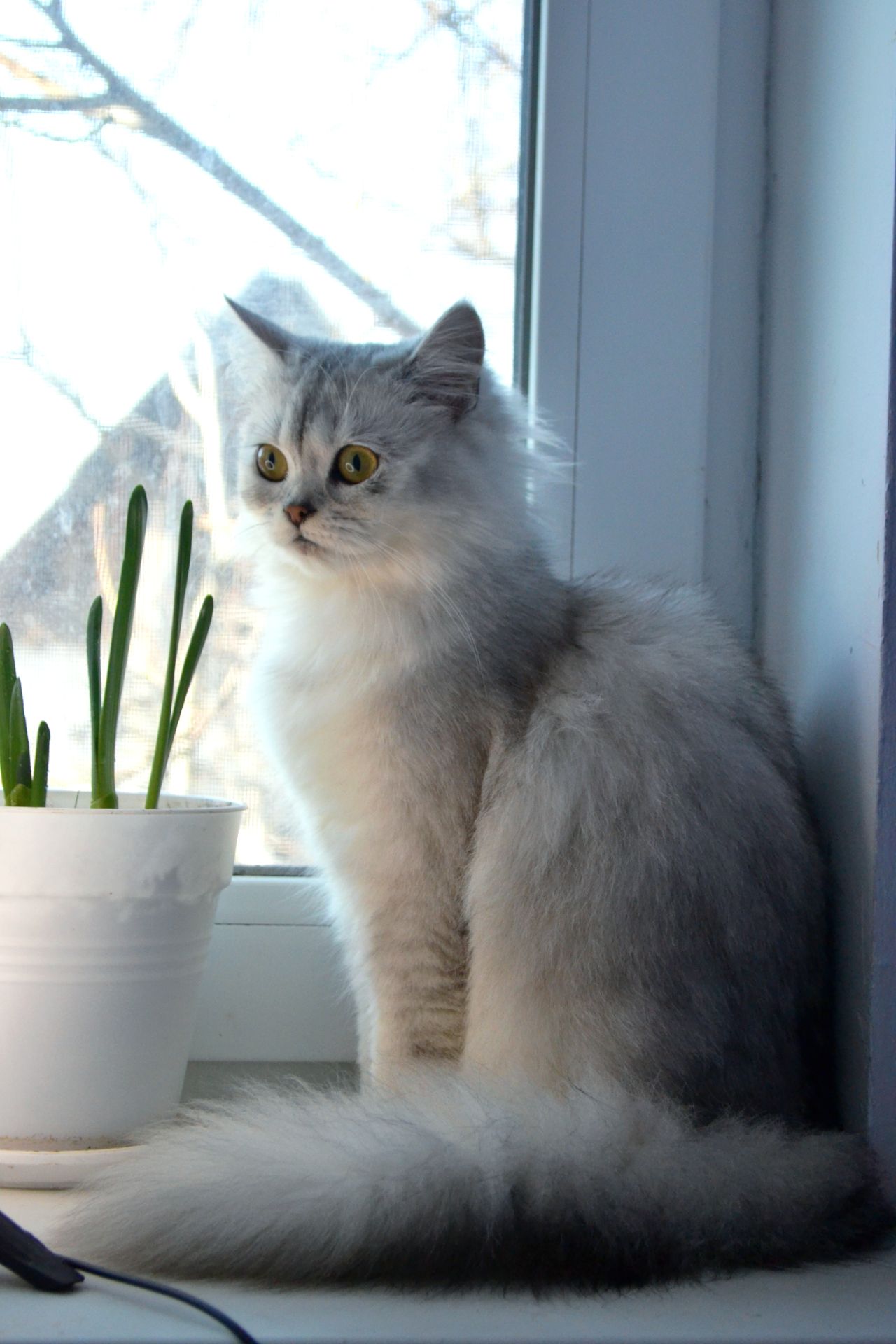 Кошеня срібляста Хайленд Страйт Шиншилла