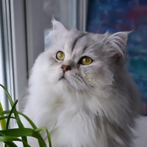 Кошеня срібляста Хайленд Страйт Шиншилла