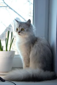 Кошеня срібляста Хайленд Страйт Шиншилла