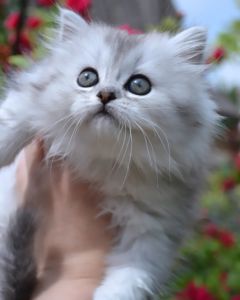 Кошеня срібляста Хайленд Страйт Шиншилла