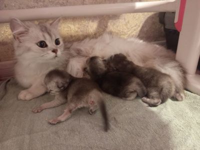 Кошеня срібляста Хайленд Страйт Шиншилла