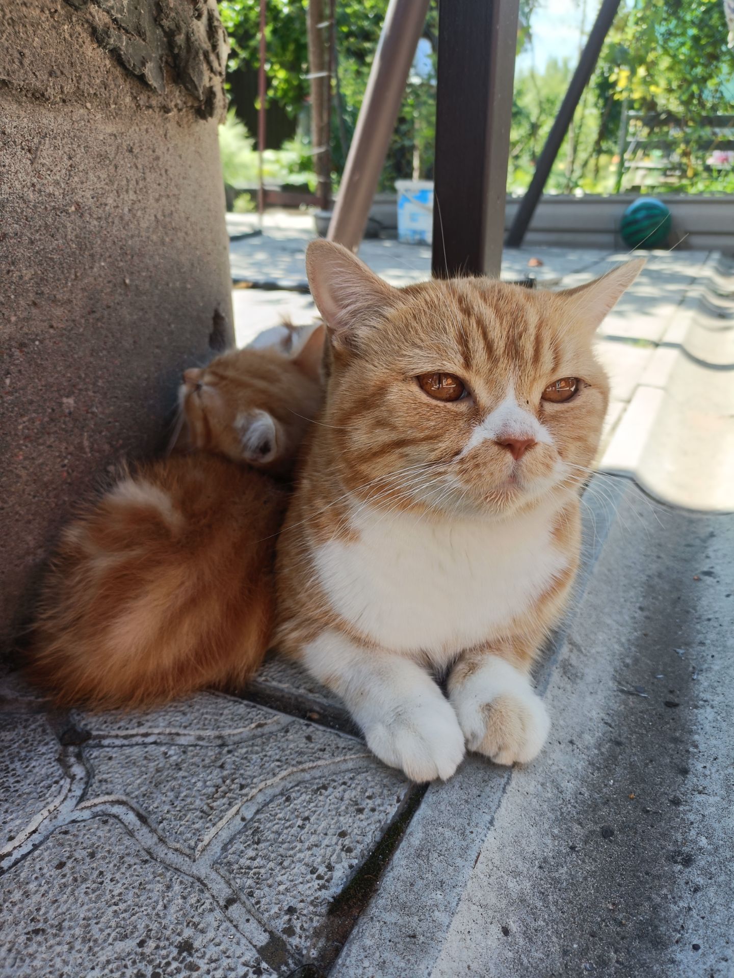 Кошеня в добрі руки