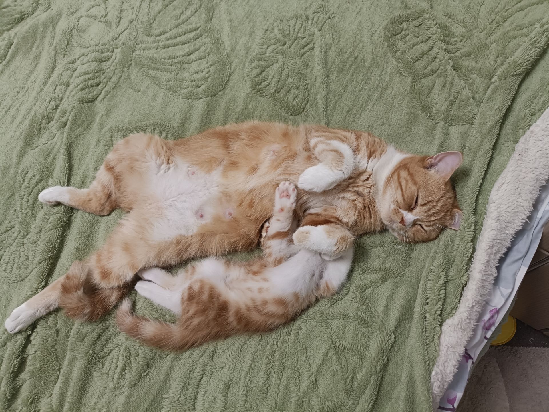 Кошеня в добрі руки