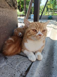 Кошеня в добрі руки