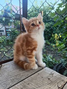 Кошеня в добрі руки