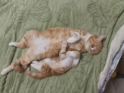Кошеня в добрі руки