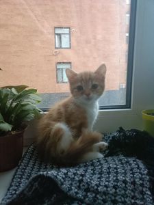 Кошеня в добрі руки