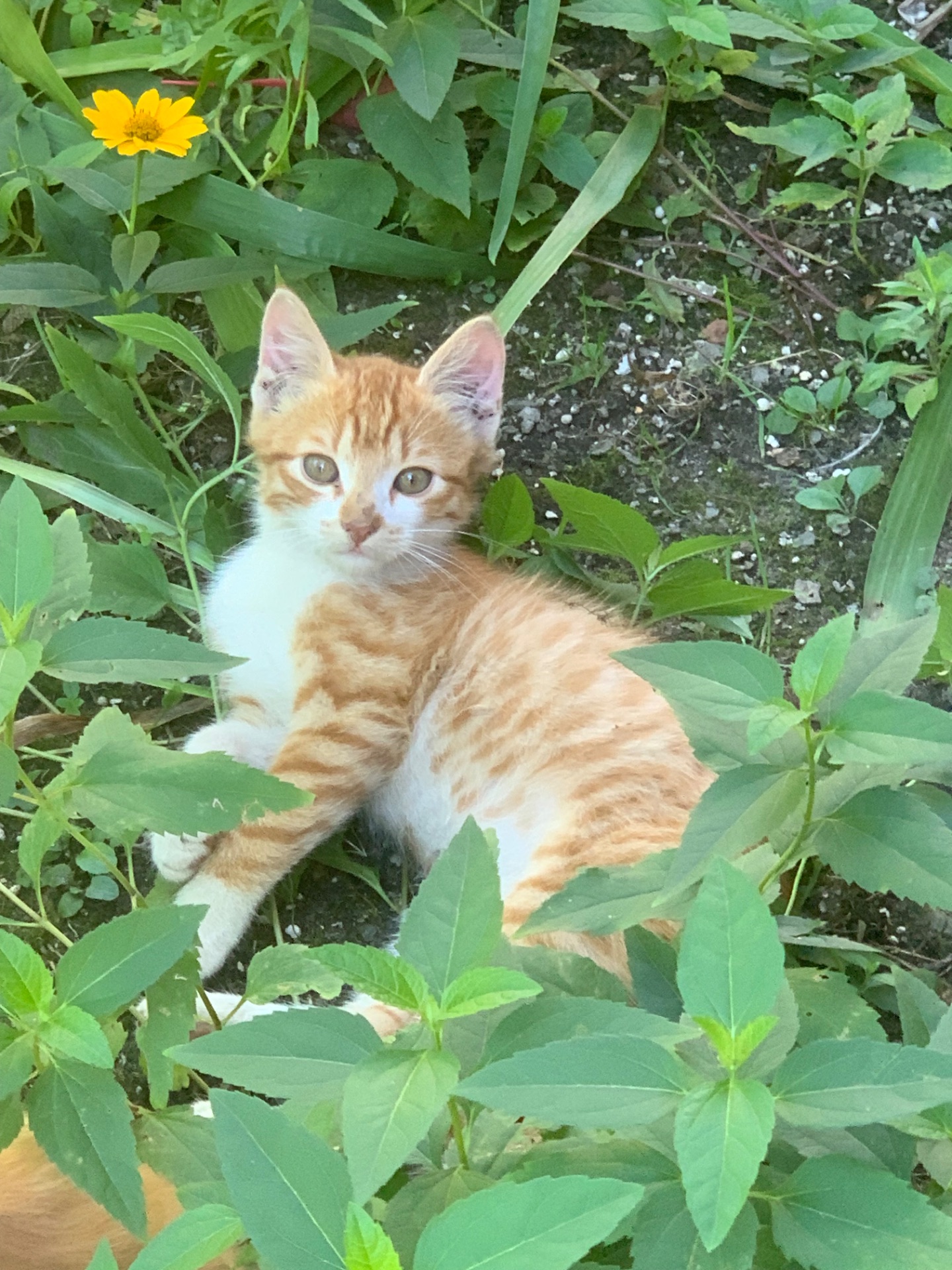 Шукаю дім для кошеняти