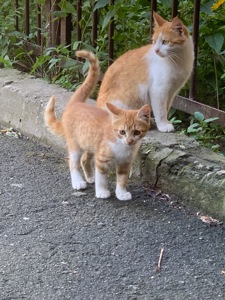 Шукаю дім для кошеняти