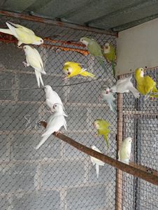 Калита монах