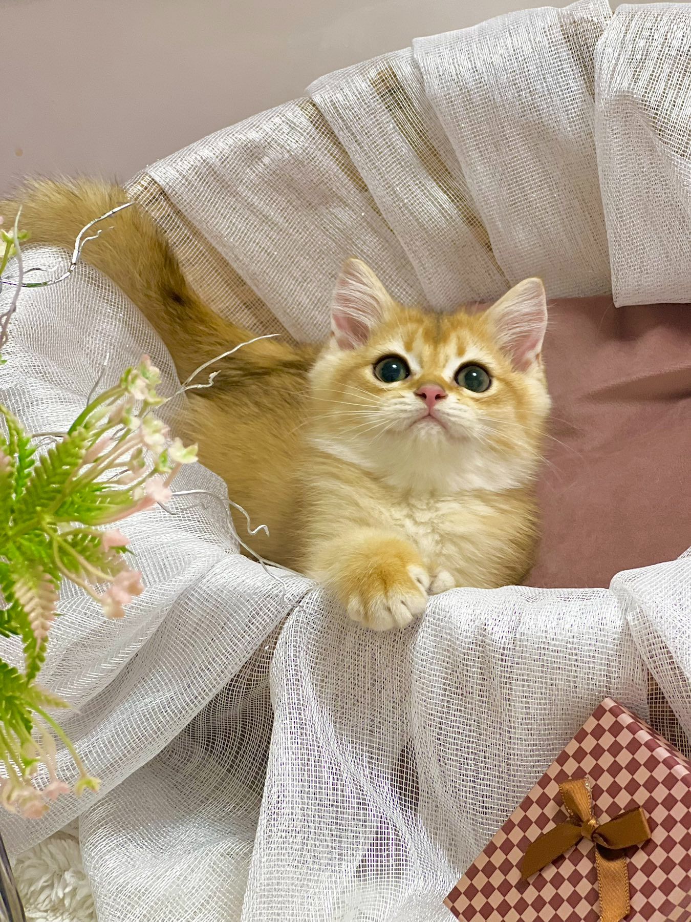 Британська золота шиншилла