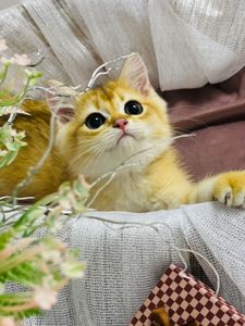 Британська золота шиншилла