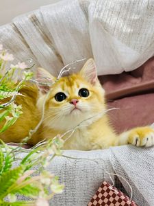 Британська золота шиншилла