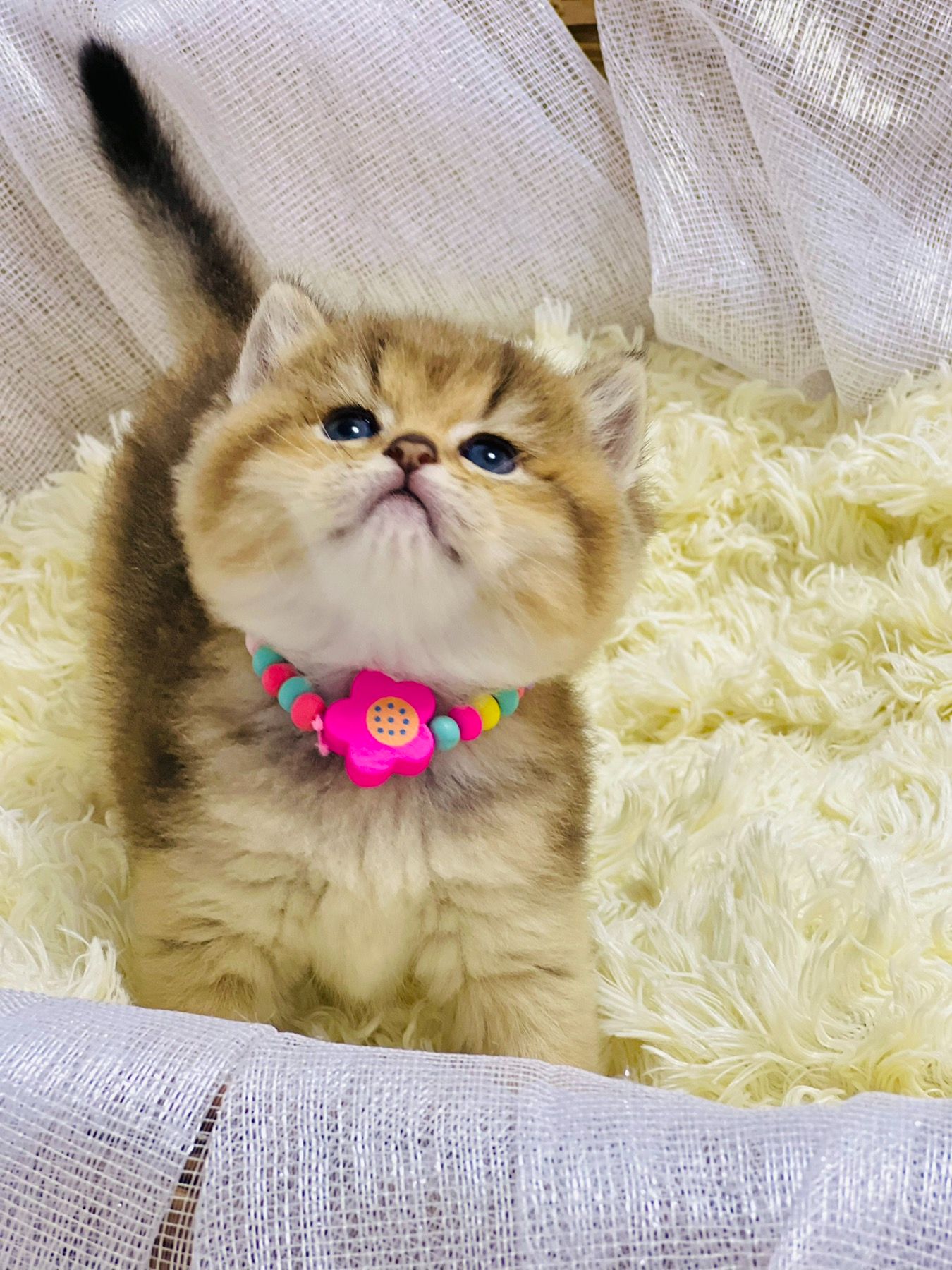 Золота шиншилла