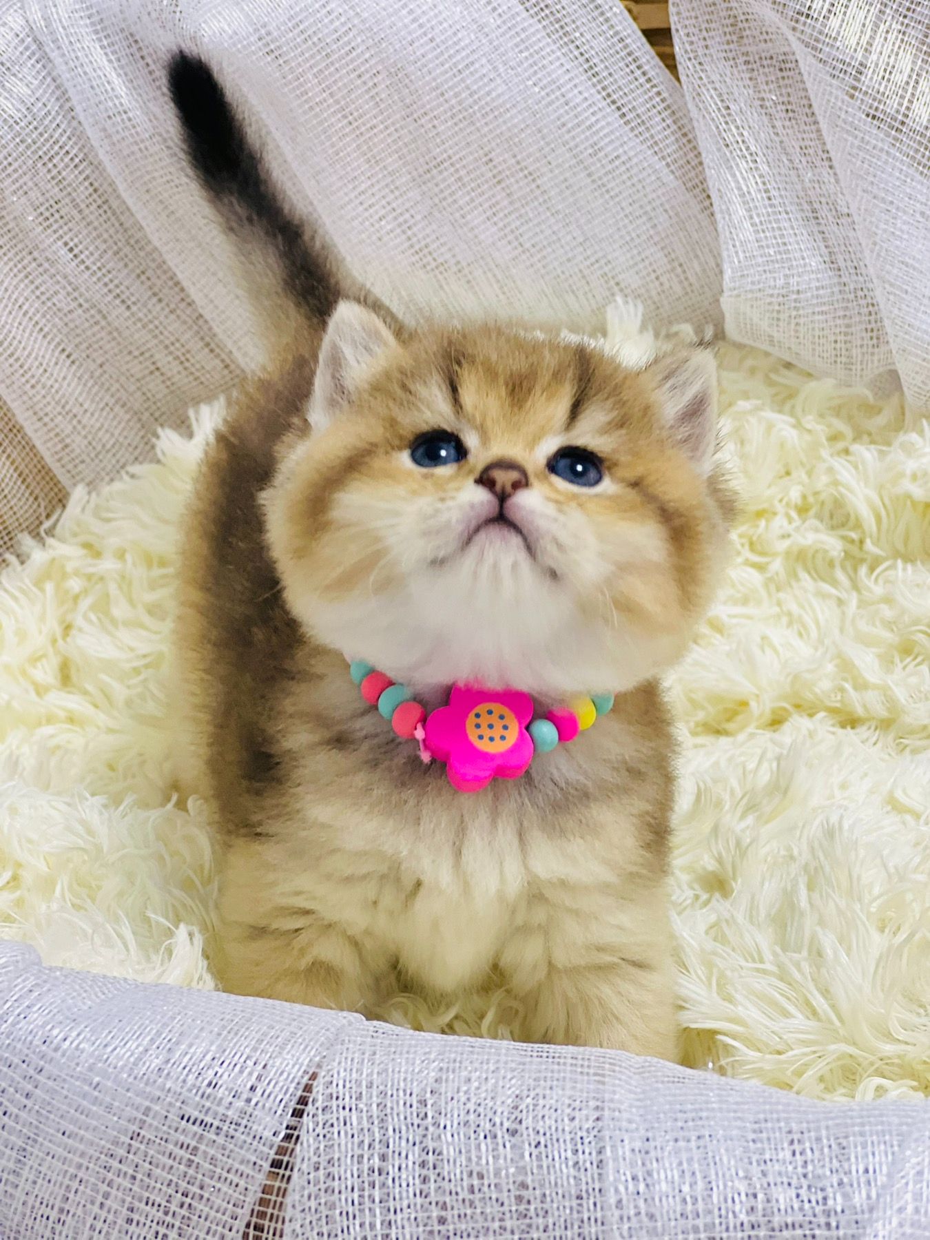Золота шиншилла