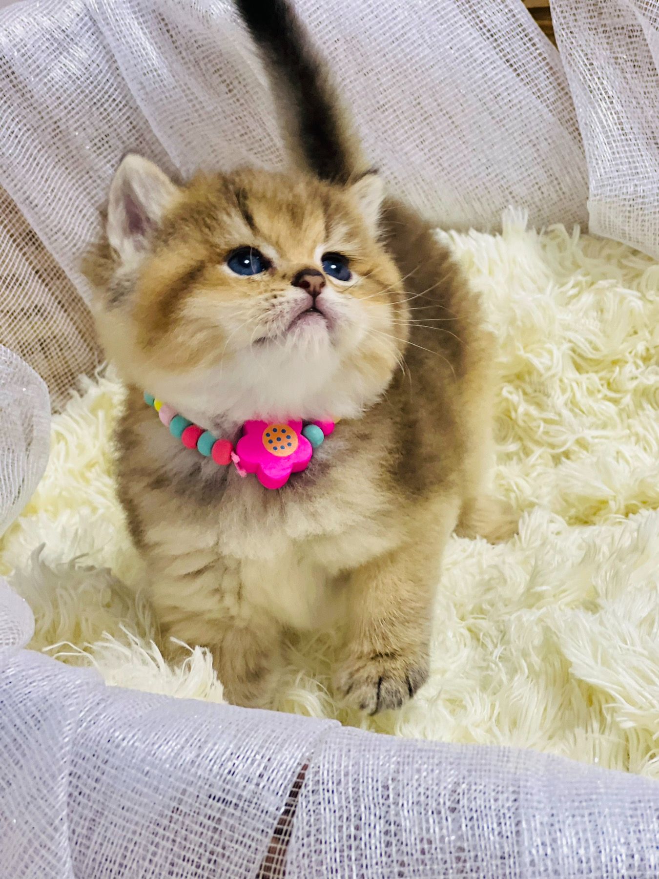 Золота шиншилла