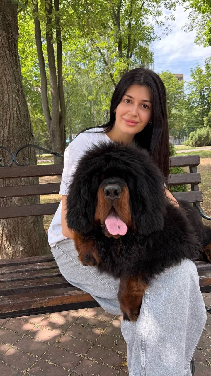 Тибетський мастиф. Дівчинка КСУ